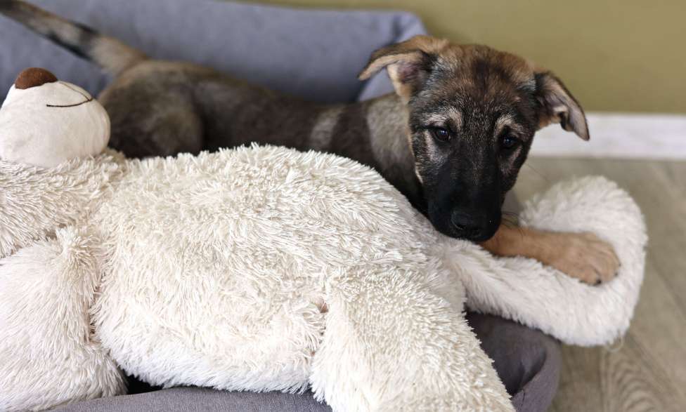Собаки в Москве: Щенок в добрые руки бесплатно в Москве Мальчик, Бесплатно - фото 3