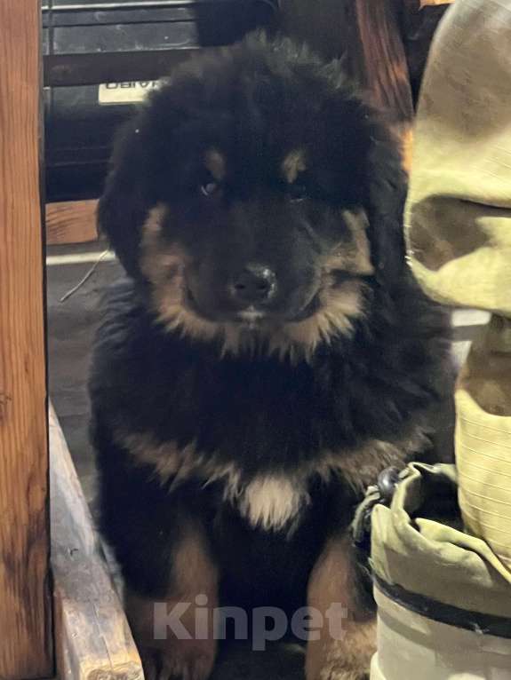 Собаки в Саратове: Щенки банхара Девочка, 50 000 руб. - фото 2