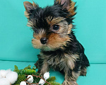 Собаки в Москве: Щенок йоркширский терьер Мальчик, 40 000 руб. - фото 1