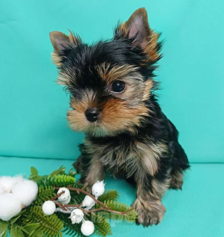 Собаки в Москве: Щенок йоркширский терьер Мальчик, 40 000 руб. - фото 1