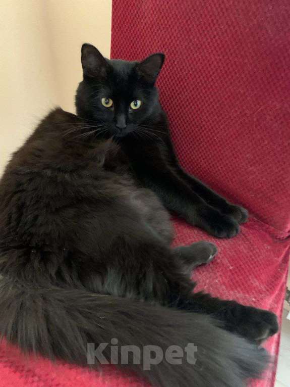 Кошки в Москве: Бросили в мороз на даче ласковую кошку  Девочка, Бесплатно - фото 2