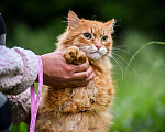 Кошки в Троицке: Шикарный рыжий кот на счастье Мальчик, 10 руб. - фото 7