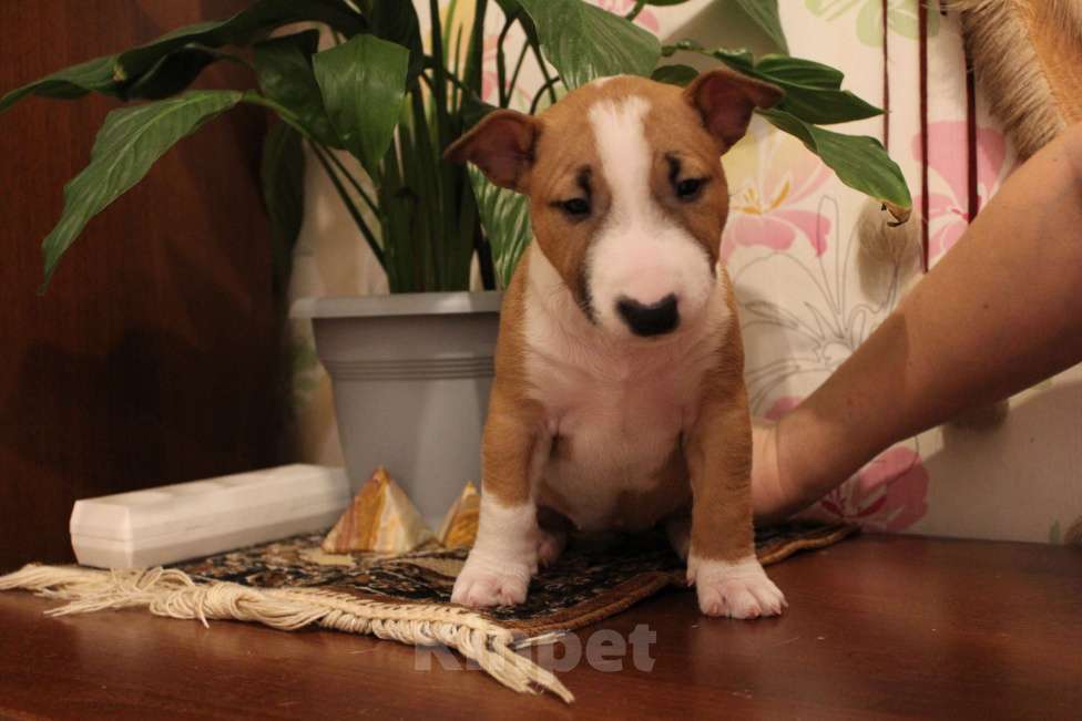 Собаки в Санкт-Петербурге: Миниатюрный бультерьер Разнополые, 80 000 руб. - фото 3