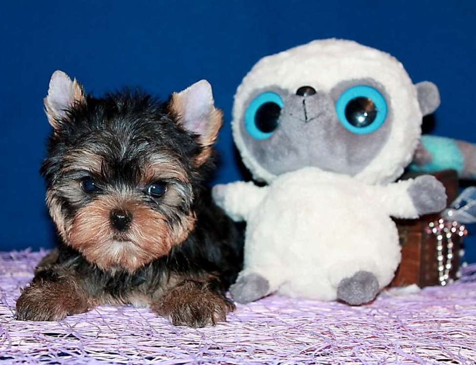 Собаки в Москве: Маленький мальчик, Лидер. Мальчик, 60 000 руб. - фото 3