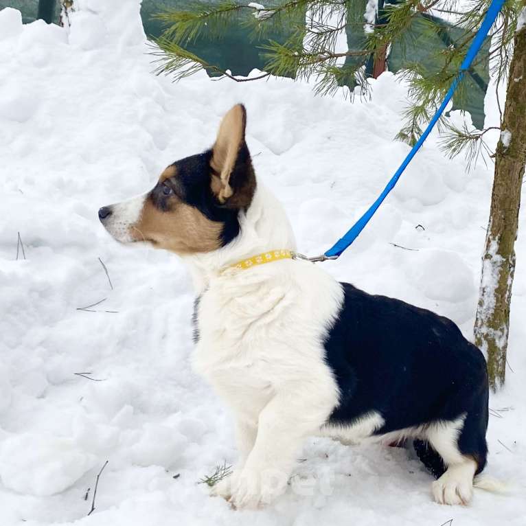 Собаки в Москве: Щенки вельш-корги кардиган Мальчик, Бесплатно - фото 4