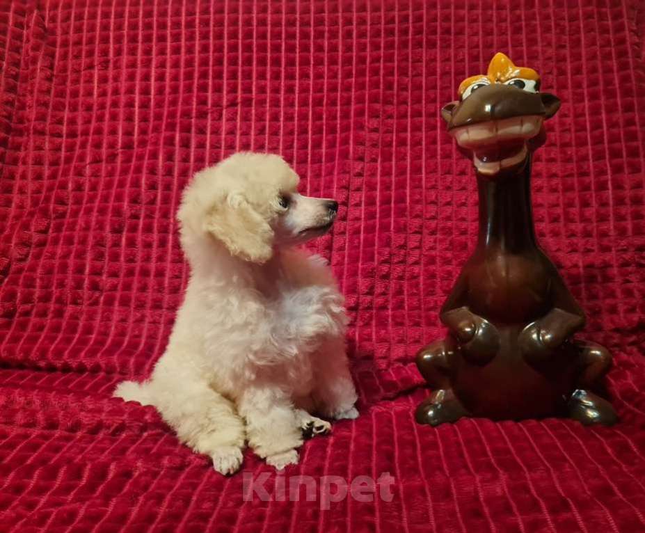 Собаки в Москве: Пудель той девочка белая Девочка, 100 000 руб. - фото 4