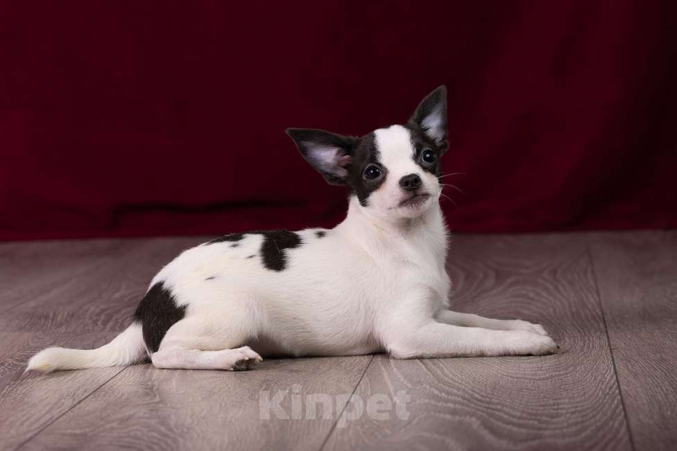 Собаки в Балашихе: Мальчик  чихуахуа  Мальчик, 25 000 руб. - фото 6