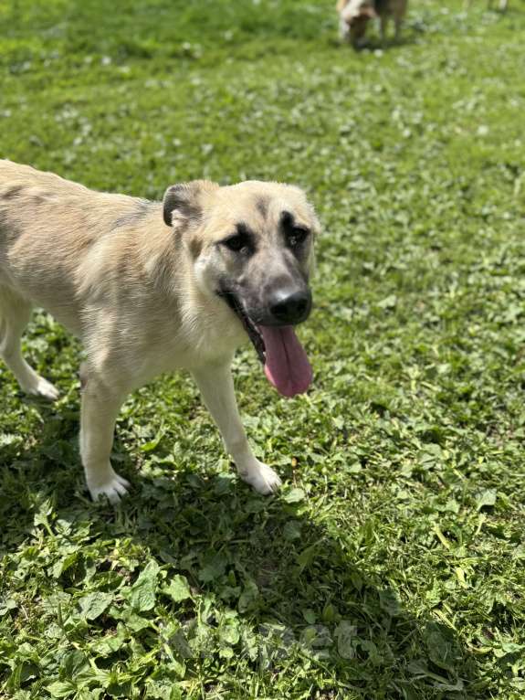 Собаки в Москве: Люсенька ожидает в приюте своих родителей Девочка, Бесплатно - фото 5