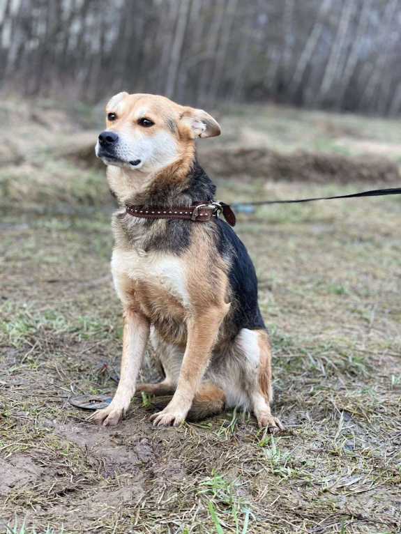 Собаки в Москве: Уля, 3 года. Вес 7 кг - малышка в приюте Девочка, Бесплатно - фото 7