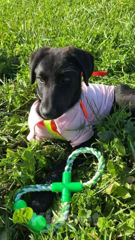 Собаки в Казани: СРОЧНО щенок в добрые руки Девочка, Бесплатно - фото 5