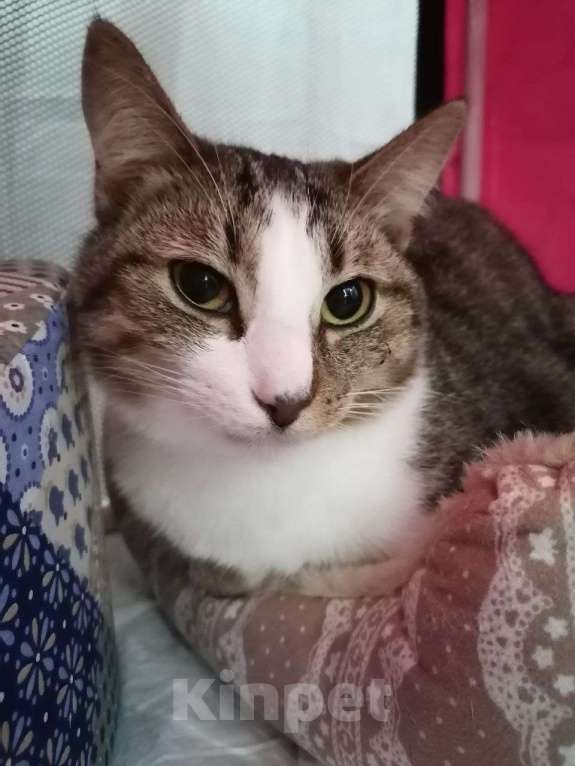 Кошки в Москве: Временное недоразумение а не кот в приюте Мальчик, Бесплатно - фото 9