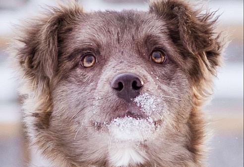 Щенок необычного окраса, эксклюзив! Бесплатно, в добрые руки