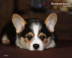 Собаки в белоозёрском: Мальчик триколор, Портер Фокс Мальчик, 70 000 руб. - фото 3
