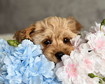 Собаки в Москве: Кавапу щенок Девочка, Бесплатно - фото 2