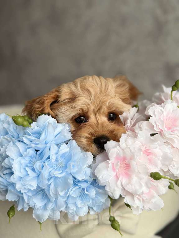 Собаки в Москве: Кавапу щенок Девочка, Бесплатно - фото 2