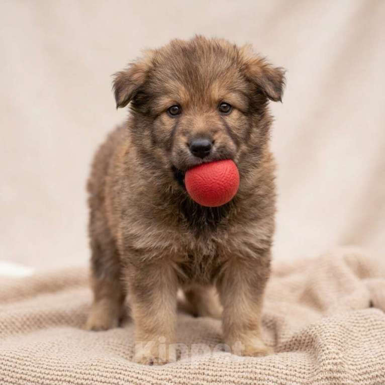 Собаки в Москве: щенок Тедди в добрые руки Мальчик, Бесплатно - фото 3