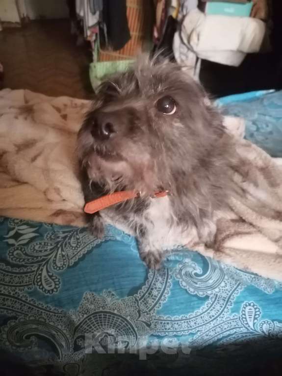 Собаки в Красноярске: Отдам в добрые руки маленькую собачку Девочка, Бесплатно - фото 2