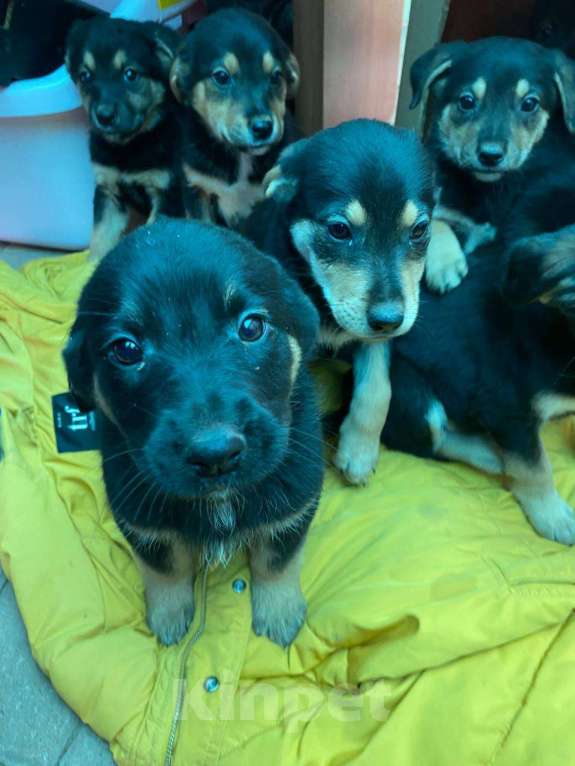 Собаки в Москве: щенков выкинули на помойку ,срочно нужен дом или передержка Девочка, Бесплатно - фото 2