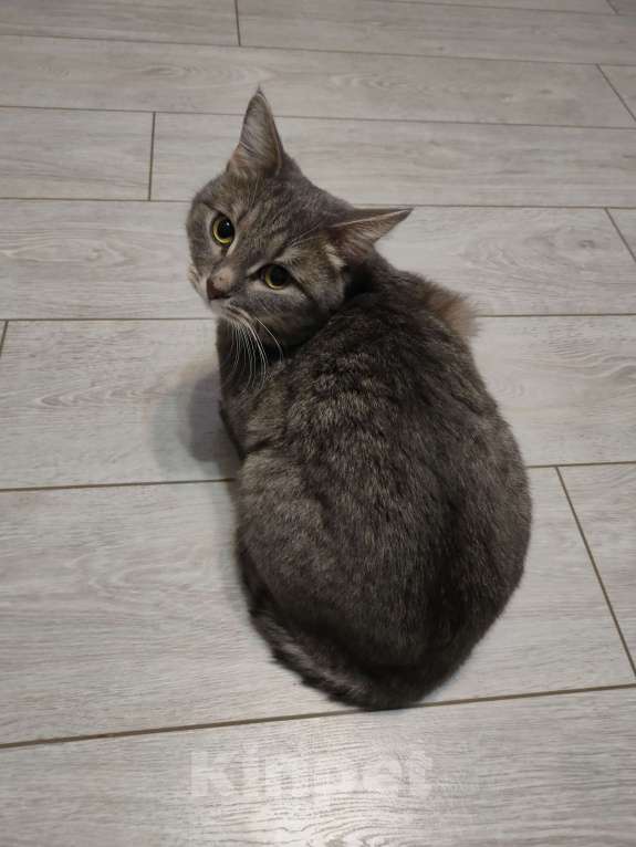 Кошки в Кирове: Отдам кота в добрые руки Мальчик, Бесплатно - фото 3