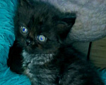 Кошки в Москве: Шотландские котята хайленд  Девочка, 8 000 руб. - фото 2