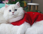 Кошки в Москве: Британский серебристый котик с синими глазами Мальчик, 60 000 руб. - фото 2