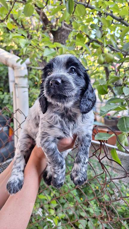 Собаки в Симферополе: Продажа. Русский охотничий спаниель Мальчик, Бесплатно - фото 6