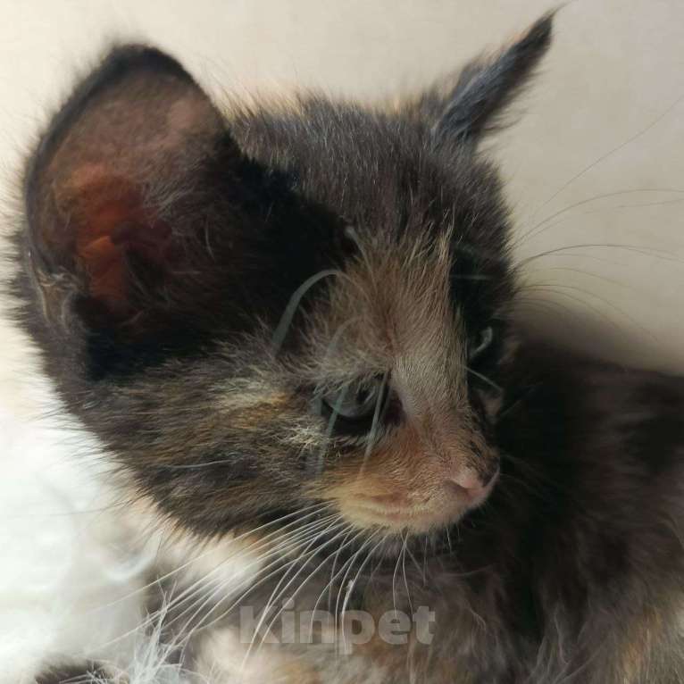 Кошки в Москве: Уникальная малышка в добрые руки Девочка, Бесплатно - фото 1