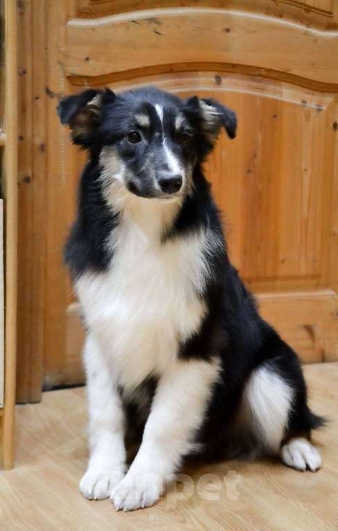 Собаки в Москве: Австралийская Овчарка Аусси щенок  Мальчик, 25 000 руб. - фото 5