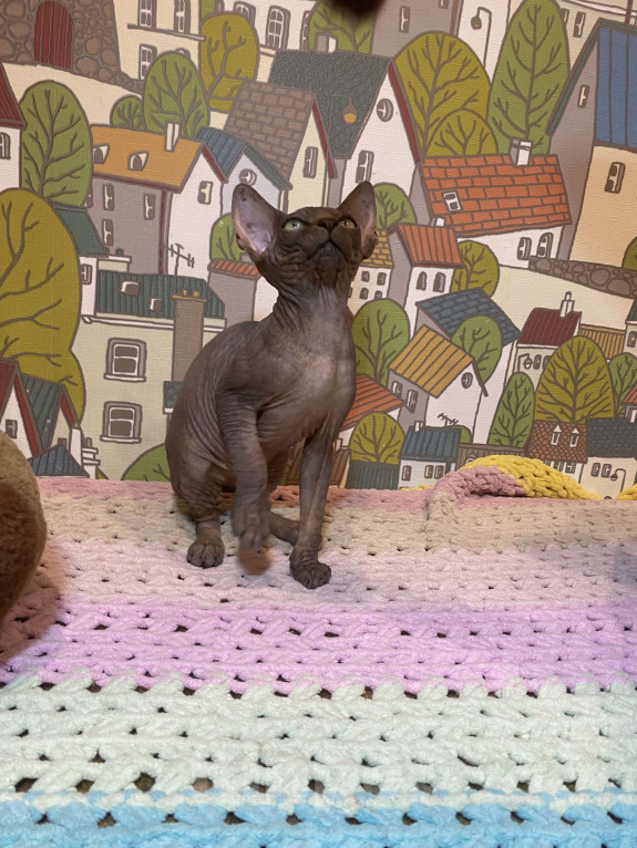 Кошки в Москве: Гетсби-огнищенский парень Мальчик, 45 000 руб. - фото 3