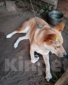 Собаки в Москве: Собака Рыжка ищет  дом Девочка, Бесплатно - фото 1