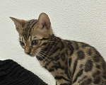 Кошки в Москве: Бенгальский котенок Мальчик, 19 000 руб. - фото 3