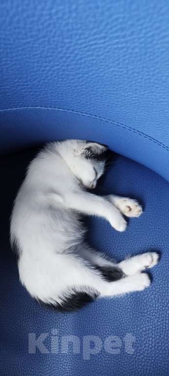 Кошки в Новосибирске: Потерялся питомец мальчик  Мальчик, 1 000 руб. - фото 3