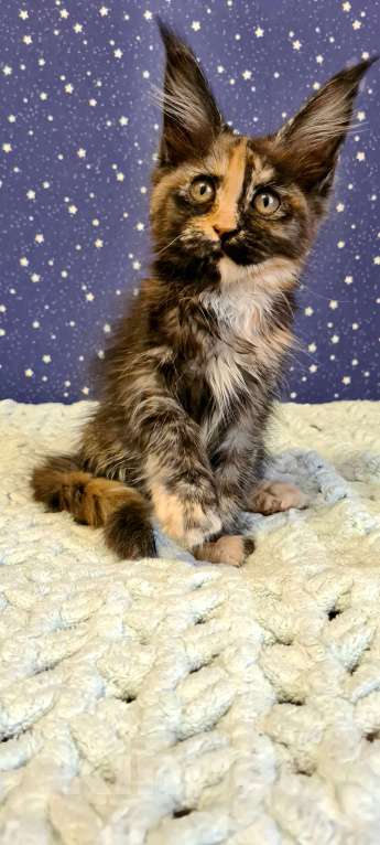 Кошки в Санкт-Петербурге: Девочка мейн-кун Девочка, 25 000 руб. - фото 2