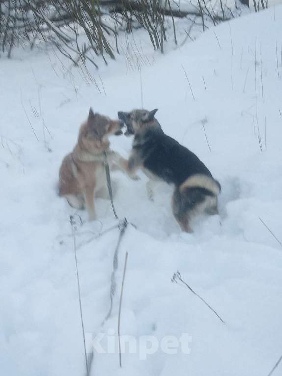 Собаки в Санкт-Петербурге: Удивительное сочетание силы и доброты Девочка, 500 руб. - фото 4