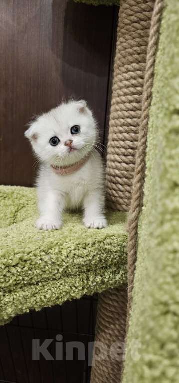 Кошки в Балашихе: Маленькая принцесса Девочка, 45 000 руб. - фото 2