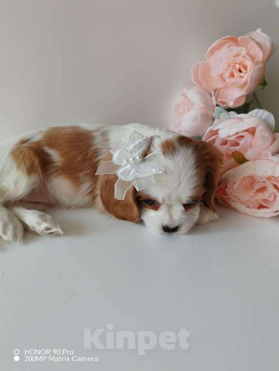 Собаки в других городах Московской области: Девочка кавалер Кинг Чарльз спаниель Девочка, 130 000 руб. - фото 2