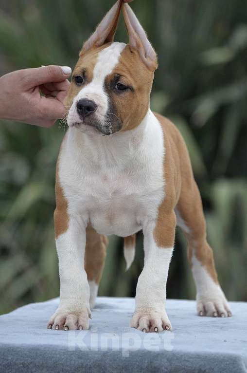 Собаки в Краснодаре: Кобель ам стаффа РКФ Мальчик, 80 000 руб. - фото 6