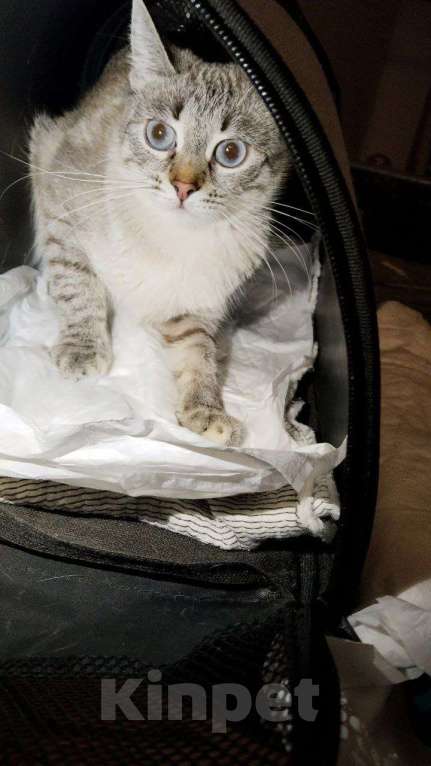 Кошки в Москве: Отдам в добрые руки Девочка, Бесплатно - фото 3