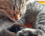 Кошки в Самаре: Котёнок - Маруся в добрые руки Девочка, Бесплатно - фото 1