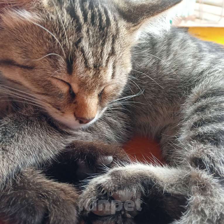 Кошки в Самаре: Котёнок - Маруся в добрые руки Девочка, Бесплатно - фото 1