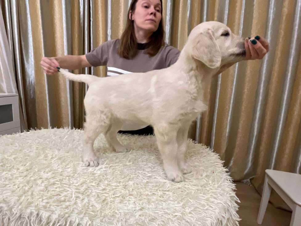 Собаки в Ярославле: Щенок Золотистого Ретривера Девочка, 90 000 руб. - фото 3