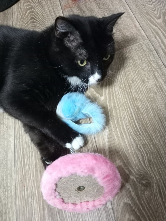 Кошки в Новосибирске: Котик в «смокинге» в самые добрые руки ❤️ Мальчик, Бесплатно - фото 1