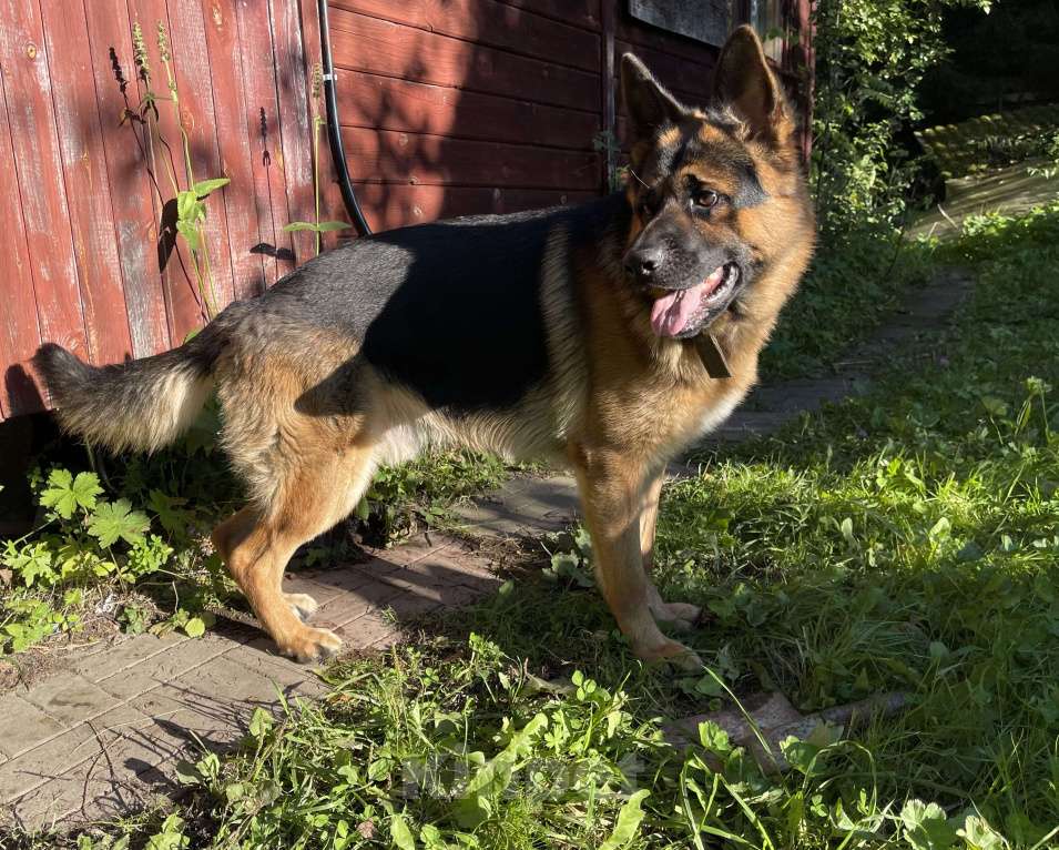 Собаки в других городах Московской области: Ищем девчонку для нашего кобеля  Мальчик, 25 000 руб. - фото 5