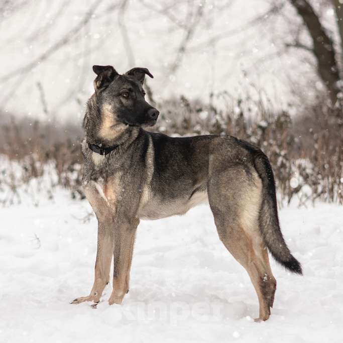 Собаки в Москве: Лада Девочка, Бесплатно - фото 3