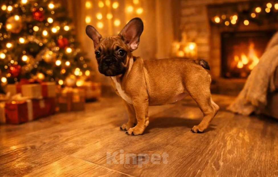 Собаки в Воронеже: Французские булочки Мальчик, 35 000 руб. - фото 1