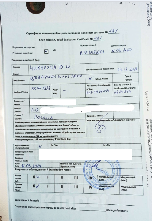 Собаки в Санкт-Петербурге: Лиловая МИНИ Вива Виктория вес 350 грамм чихуахуа Девочка, 120 000 руб. - фото 10