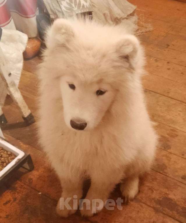 Собаки в других городах Башкортостана: Мальчик самоед Мальчик, 20 000 руб. - фото 2