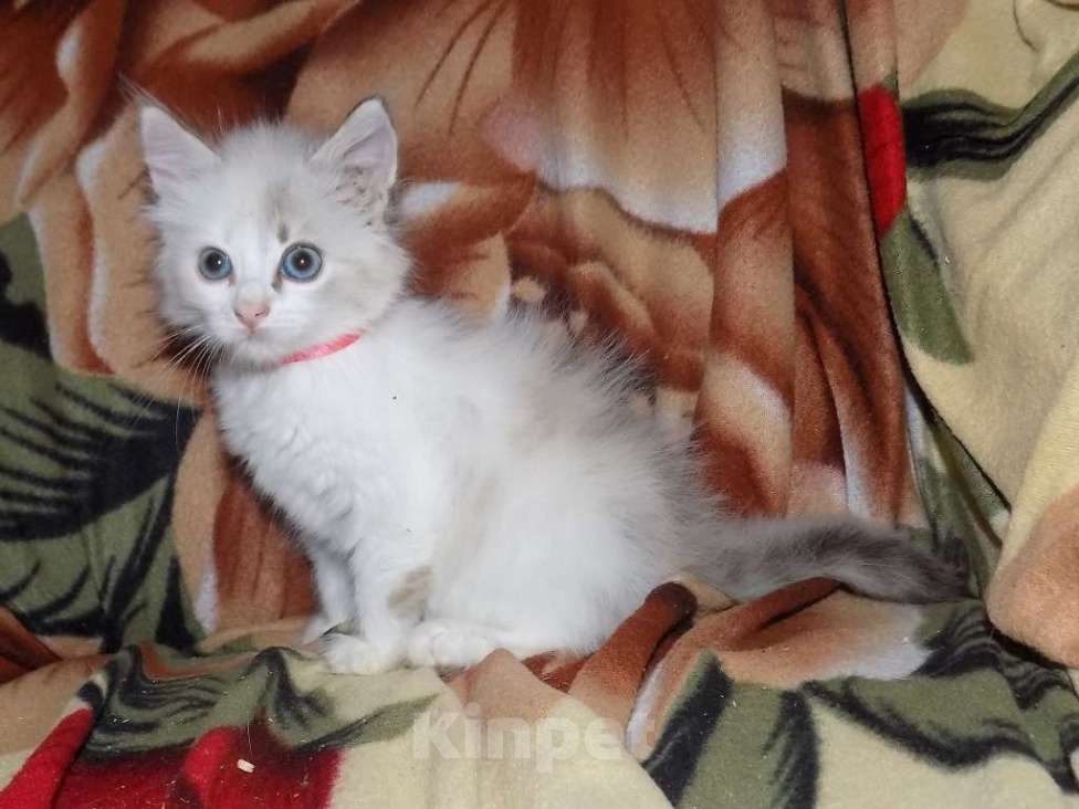 Кошки в Москве: Сладкие девочки рэгдолл Девочка, 30 000 руб. - фото 4