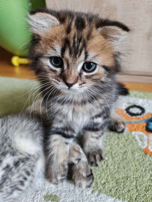 Кошки в Всеволожске: Шотландский вислоухий котёнок Мальчик, 20 000 руб. - фото 9