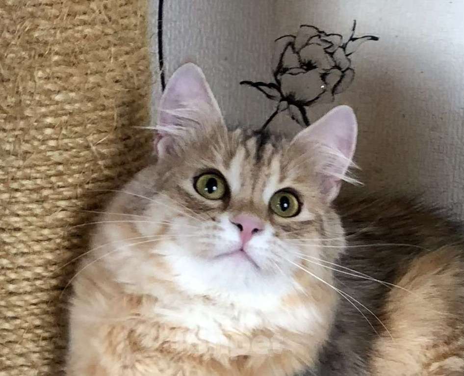 Кошки в Тюмени: Сибирский котёнок Мальчик, 35 000 руб. - фото 8